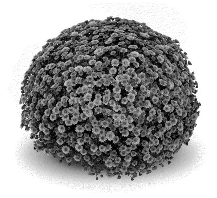 Figure 1 of US plant patent PP21804, the photograph of Staviski Orange printed in the patent.
