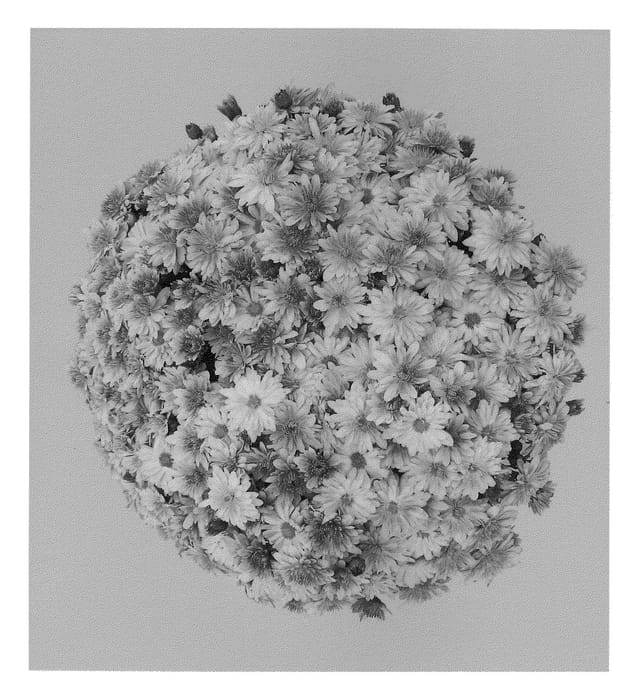 Figure 1 of US plant patent PP21805, the photograph of Caprice Pink printed in the patent.