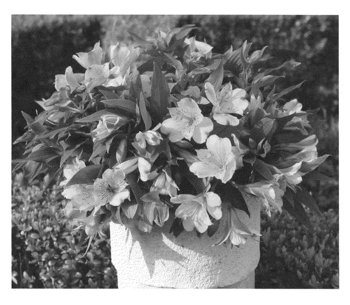 Figure 1 of US plant patent PP21806, the photograph of Zapriari printed in the patent.