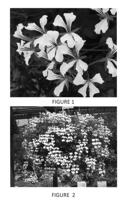 Figure 1 of US plant patent PP21807, the photograph of Fix 137 printed in the patent.