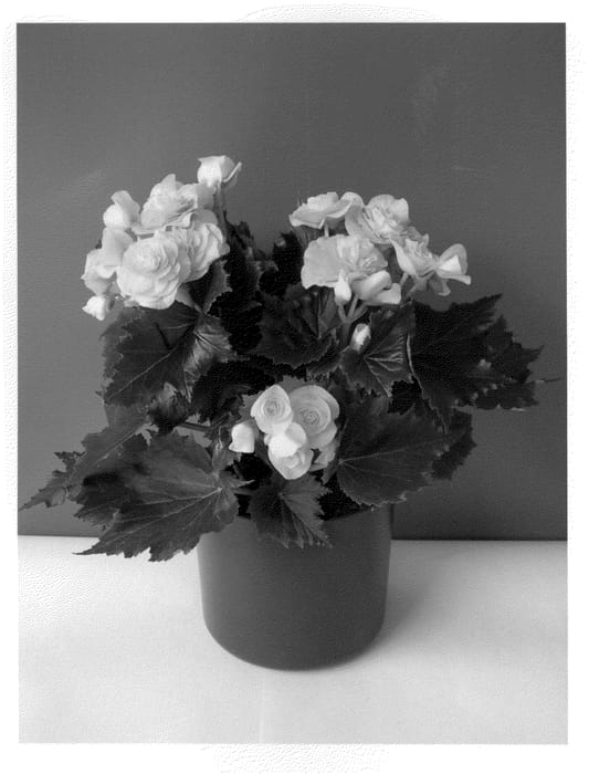 Figure 1 of US plant patent PP21808, the photograph of Roxanne printed in the patent.