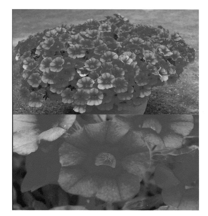 Figure 1 of US plant patent PP21809, the photograph of Suncalcos printed in the patent.