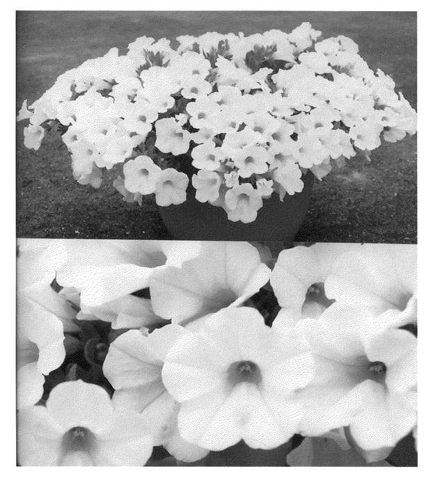 Figure 1 of US plant patent PP21810, the photograph of Suncalho printed in the patent.