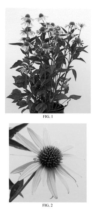 Figure 1 of US plant patent PP21811, the photograph of Amber Mist printed in the patent.