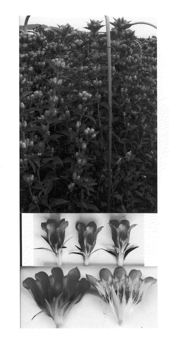 Figure 1 of US plant patent PP21812, the photograph of Heidelove3go printed in the patent.