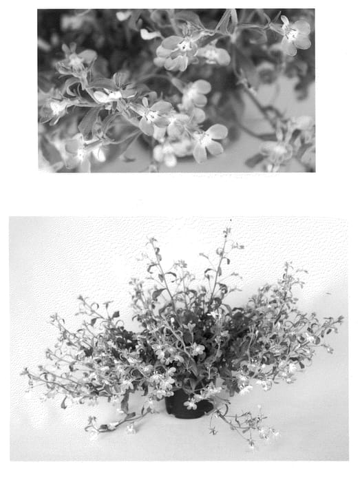 Figure 1 of US plant patent PP21813, the photograph of USLOB13 printed in the patent.