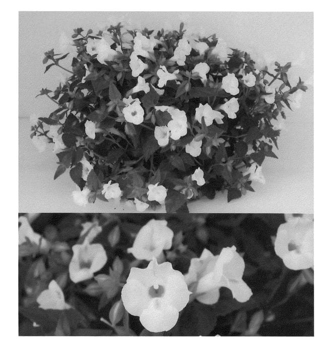 Figure 1 of US plant patent PP21814, the photograph of Sunrenikonho printed in the patent.