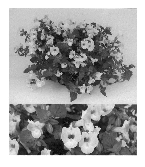 Figure 1 of US plant patent PP21815, the photograph of Sunrenikonpe printed in the patent.
