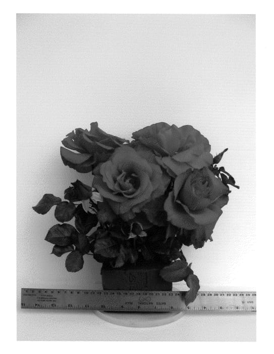 Figure 1 of US plant patent PP21816, the photograph of WEKsiamia printed in the patent.