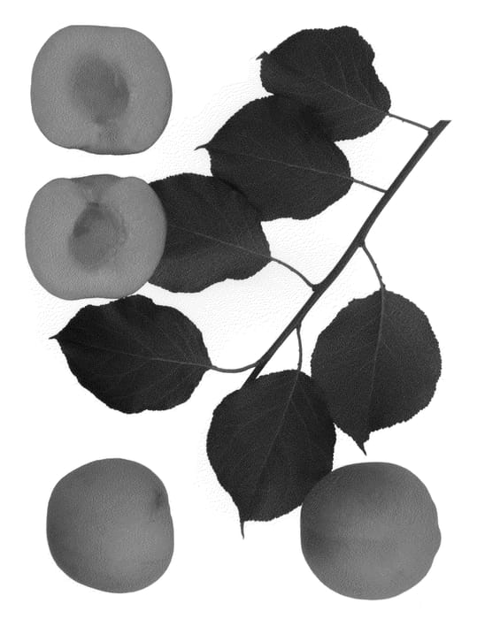 Figure 1 of US plant patent PP21817, the photograph of BELLA SUN printed in the patent.