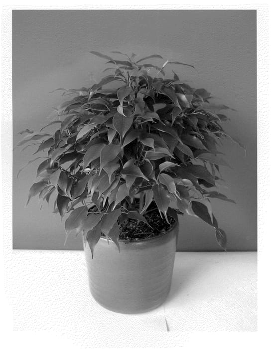 Figure 1 of US plant patent PP21818, the photograph of Green Kinky printed in the patent.
