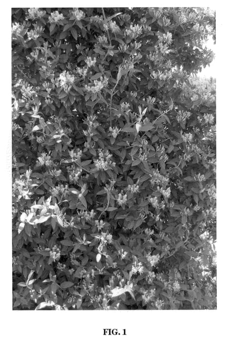 Figure 1 of US plant patent PP21819, the photograph of Inov42 printed in the patent.