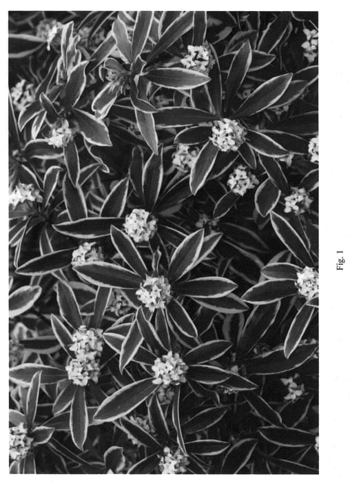 Figure 1 of US plant patent PP21820, the photograph of Rogbret printed in the patent.