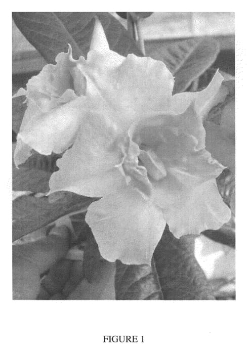 Figure 1 of US plant patent PP21821, the photograph of Rita Marie Otwell Green printed in the patent.
