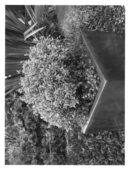 Figure 1 of US plant patent PP21822, the photograph of Elfin printed in the patent.