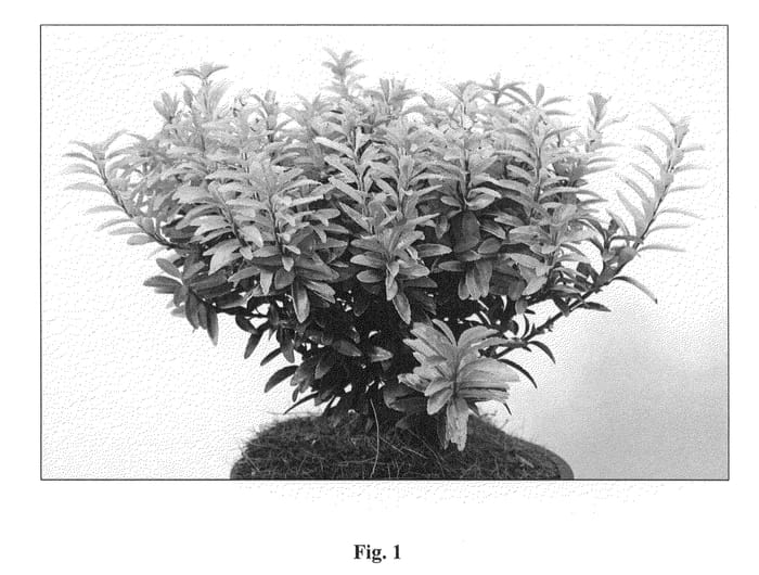 Figure 1 of US plant patent PP21823, the photograph of Happiness printed in the patent.