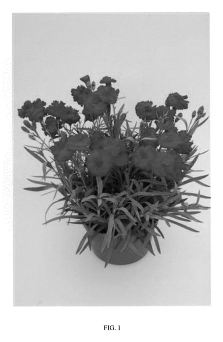 Figure 1 of US plant patent PP21824, the photograph of WP09 MAR05 printed in the patent.