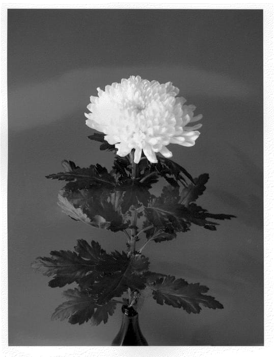 Figure 1 of US plant patent PP21826, the photograph of Dekcavallini printed in the patent.