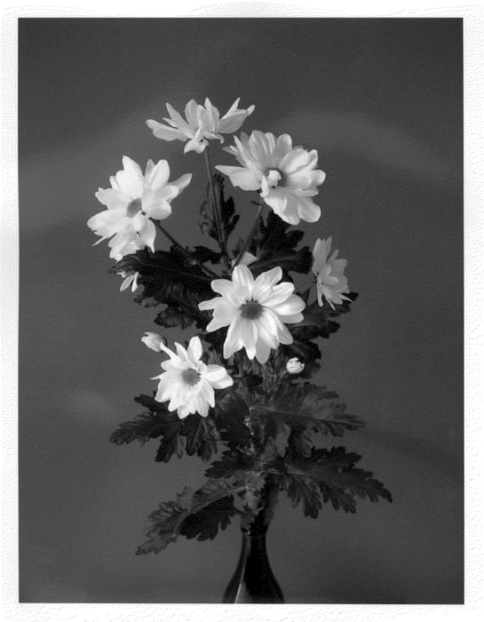 Figure 1 of US plant patent PP21827, the photograph of Delitycoon printed in the patent.