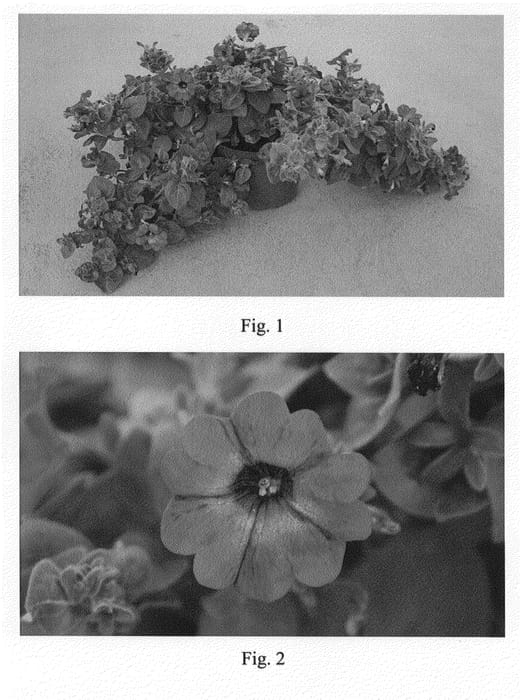 Figure 1 of US plant patent PP21828, the photograph of SAKPET001 printed in the patent.