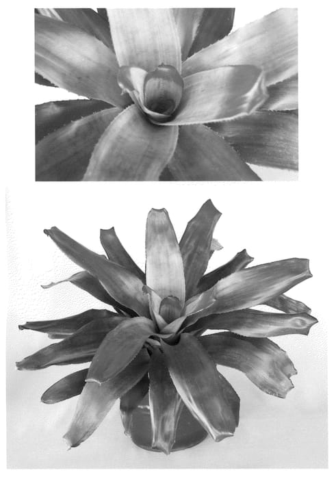 Figure 1 of US plant patent PP21829, the photograph of green apples printed in the patent.