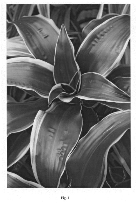 Figure 1 of US plant patent PP21830, the photograph of 2004027J printed in the patent.