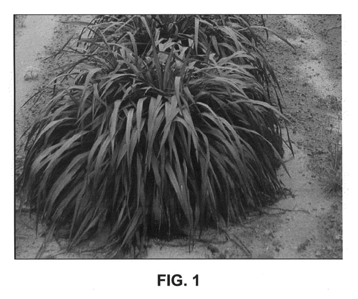 Figure 1 of US plant patent PP21831, the photograph of Tifton 23-O printed in the patent.