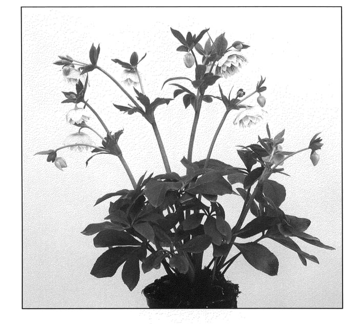 Figure 1 of US plant patent PP21832, the photograph of Cinderella printed in the patent.