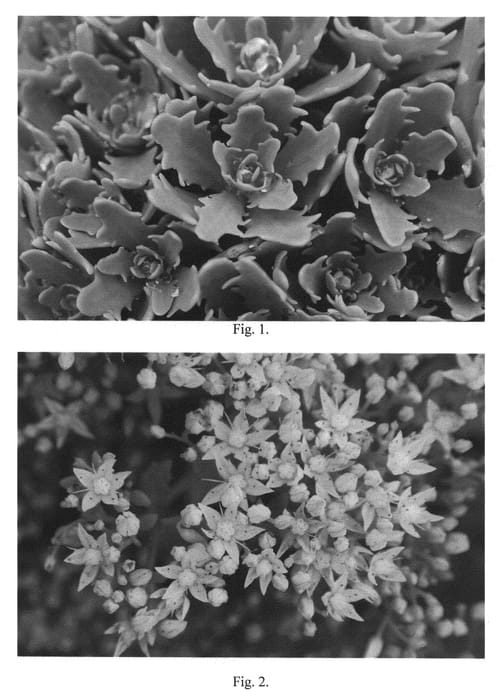Figure 1 of US plant patent PP21833, the photograph of Thundercloud printed in the patent.