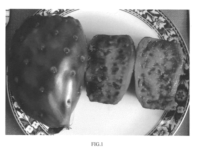 Figure 1 of US plant patent PP21834, the photograph of DAR 1-21-27 Purple printed in the patent.