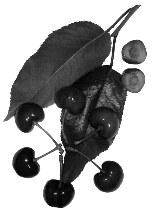Figure 1 of US plant patent PP21835, the photograph of Royal Bailey printed in the patent.