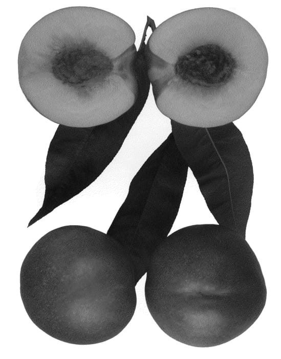 Figure 1 of US plant patent PP21836, the photograph of Honey Gem printed in the patent.