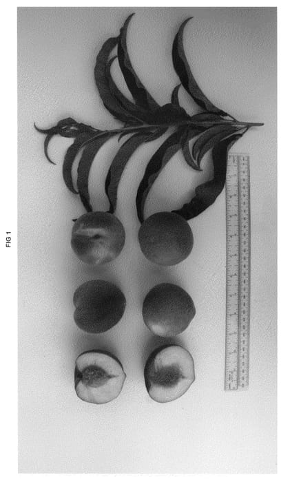 Figure 1 of US plant patent PP21837, the photograph of UFGlo printed in the patent.