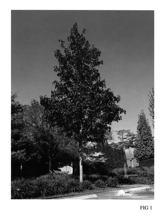 Figure 1 of US plant patent PP21838, the photograph of JFS-KW202 printed in the patent.