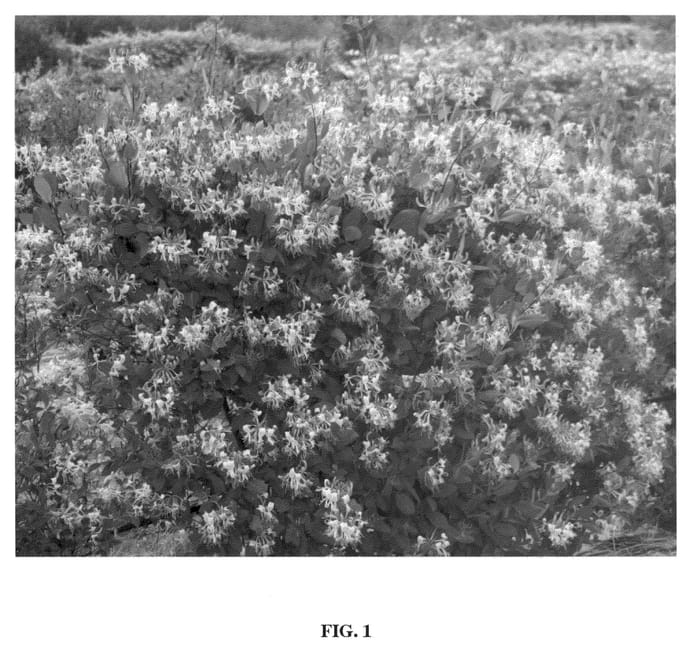 Figure 1 of US plant patent PP21839, the photograph of Inov86 printed in the patent.