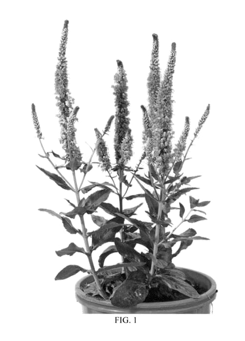 Figure 1 of US plant patent PP21840, the photograph of Atomic Blue printed in the patent.