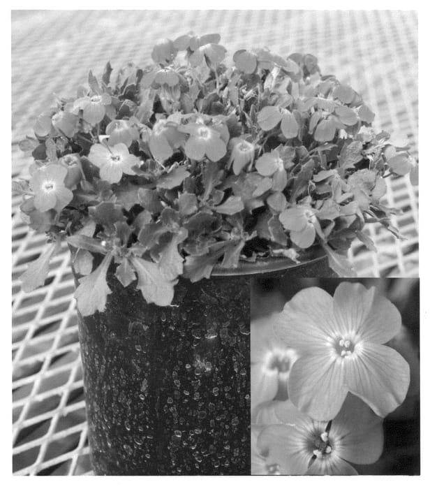 Figure 1 of US plant patent PP21841, the photograph of Aubnere printed in the patent.