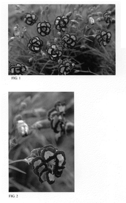 Figure 1 of US plant patent PP21842, the photograph of Apple Slice printed in the patent.