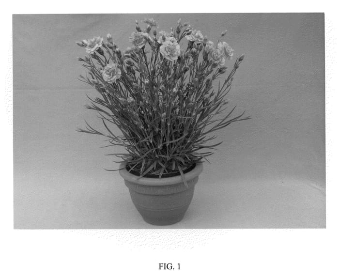 Figure 1 of US plant patent PP21843, the photograph of WP09 WEN04 printed in the patent.