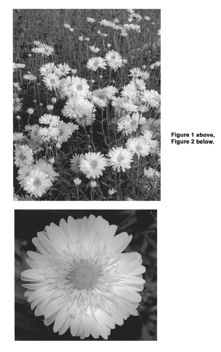 Figure 1 of US plant patent PP21844, the photograph of Paladin printed in the patent.