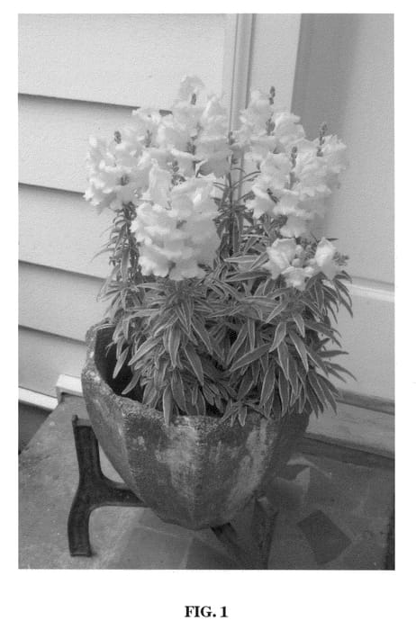 Figure 1 of US plant patent PP21845, the photograph of Snap Daddy Yellow printed in the patent.