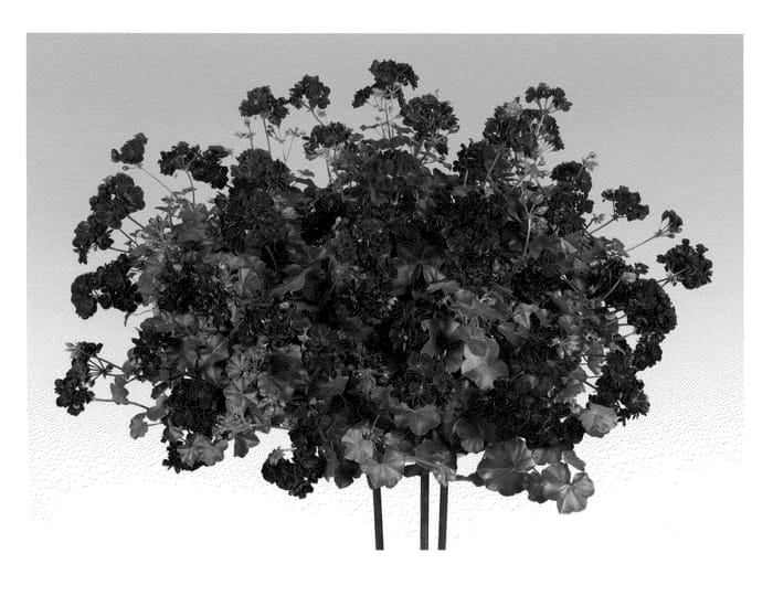 Figure 1 of US plant patent PP21846, the photograph of Pactommy printed in the patent.