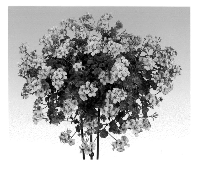 Figure 1 of US plant patent PP21847, the photograph of Pachane printed in the patent.
