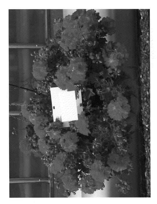 Figure 1 of US plant patent PP21848, the photograph of Pacpursyb printed in the patent.