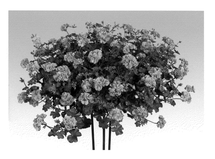 Figure 1 of US plant patent PP21849, the photograph of Pacpisyb printed in the patent.