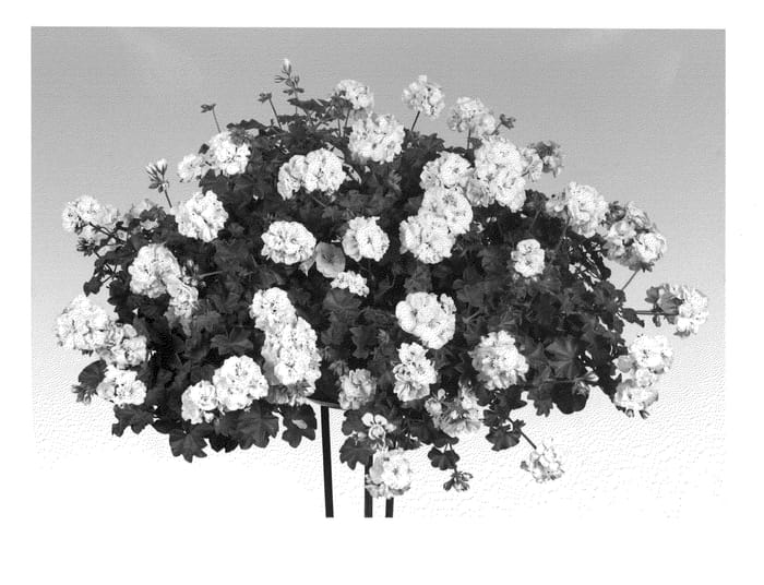 Figure 1 of US plant patent PP21850, the photograph of Pacwhipearl printed in the patent.