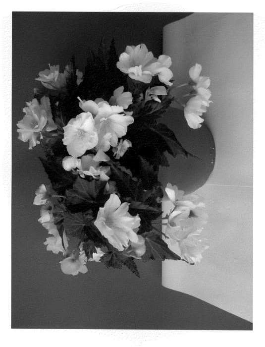 Figure 1 of US plant patent PP21851, the photograph of Selfoss printed in the patent.