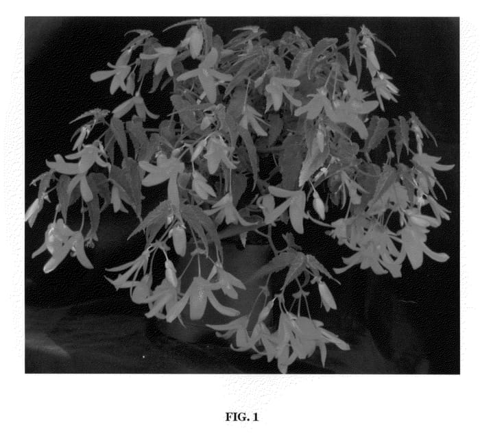 Figure 1 of US plant patent PP21852, the photograph of YADEV printed in the patent.