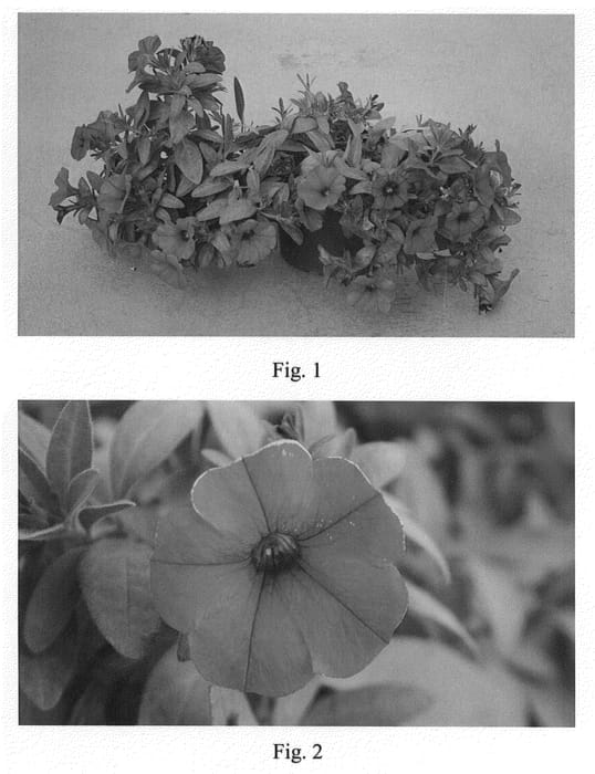 Figure 1 of US plant patent PP21853, the photograph of SAKPXC007 printed in the patent.