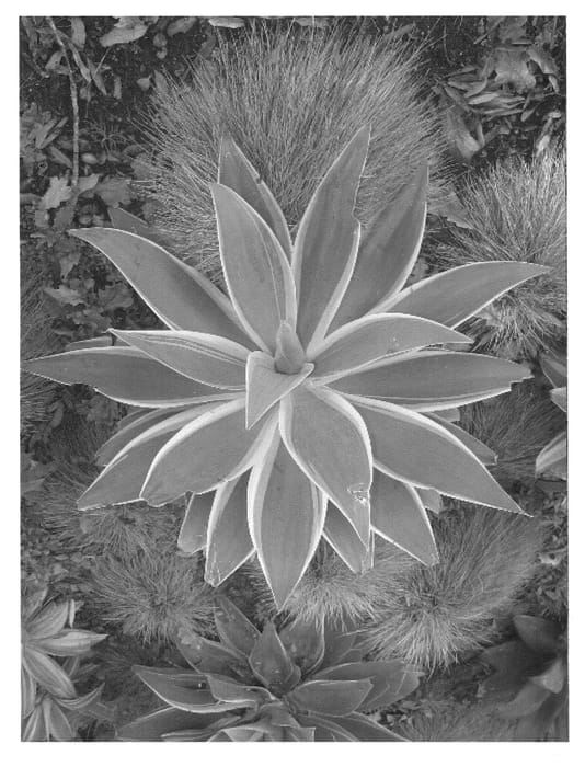 Figure 1 of US plant patent PP21854, the photograph of AGAVWS printed in the patent.